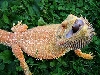 Aborgine