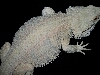 Leucistic